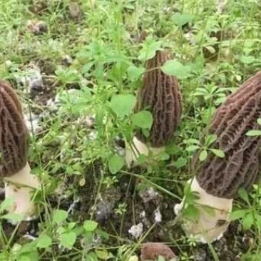 【热销】六妹七妹优质羊肚菌菌种（栽培种）欢迎电联