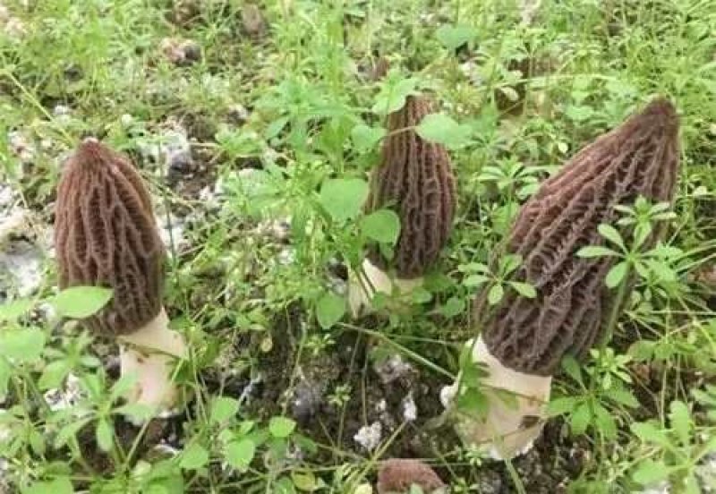 【热销】六妹七妹优质羊肚菌菌种（栽培种）欢迎电联