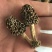 【热销】六妹七妹优质羊肚菌菌种（栽培种）欢迎电联