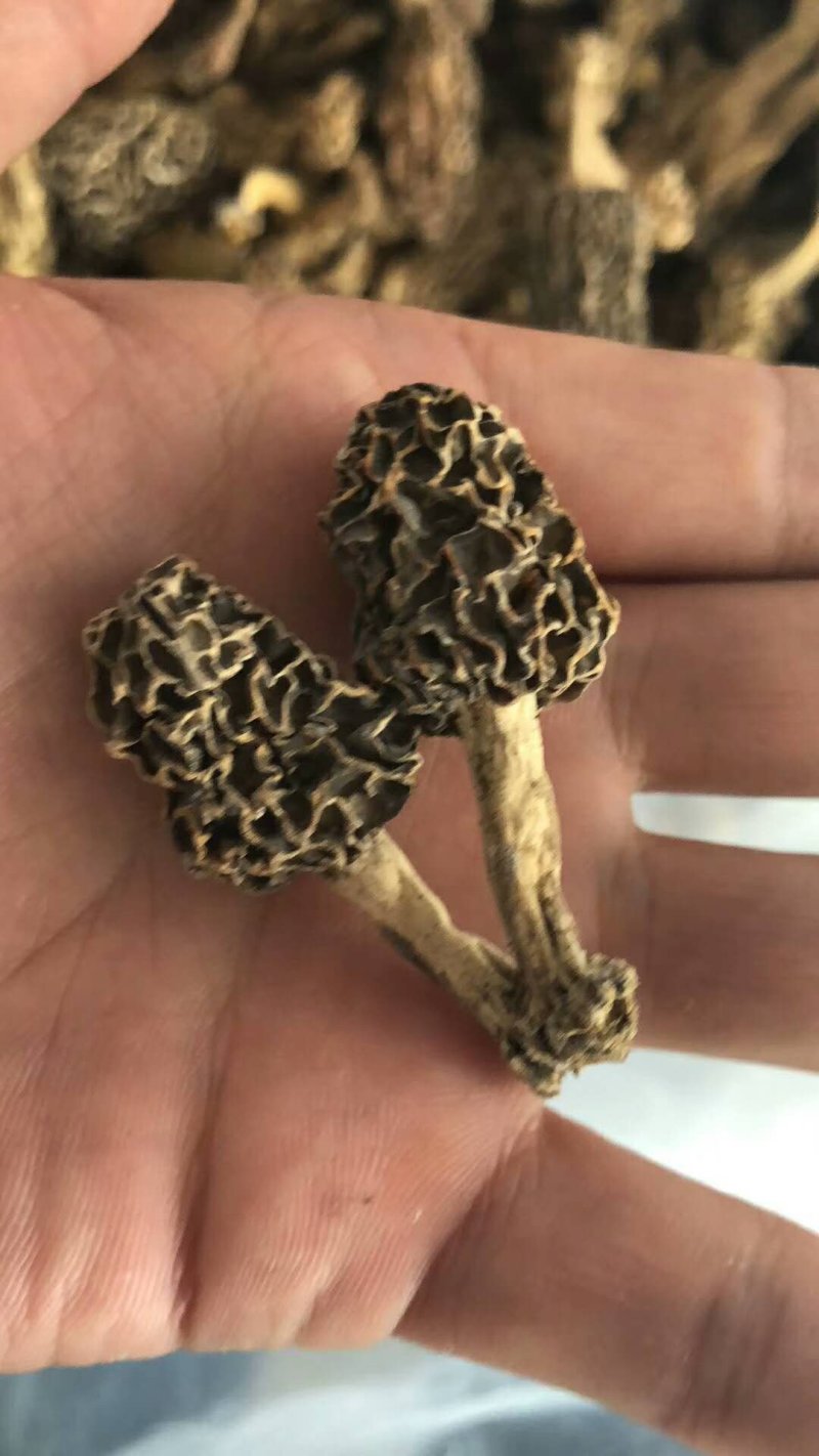 【热销】六妹七妹优质羊肚菌菌种（栽培种）欢迎电联