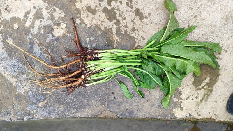 土大黄新鲜现挖包邮带根鲜大青野菠菜血三七
