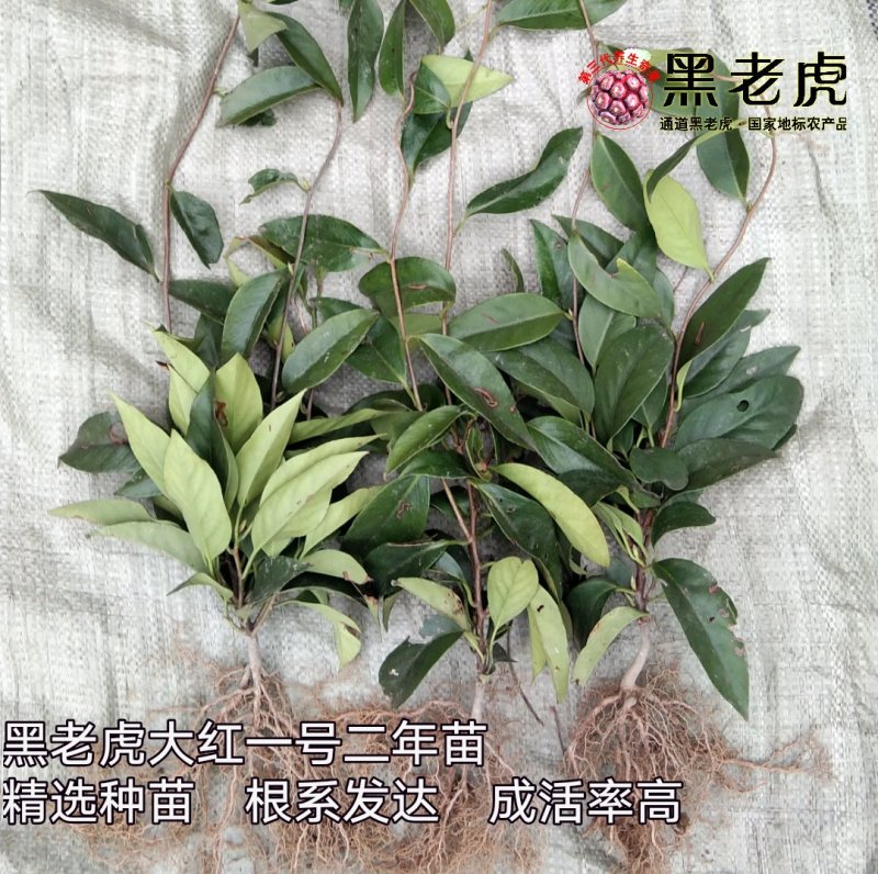 黑老虎苗/布福娜树苗/南北方可种植