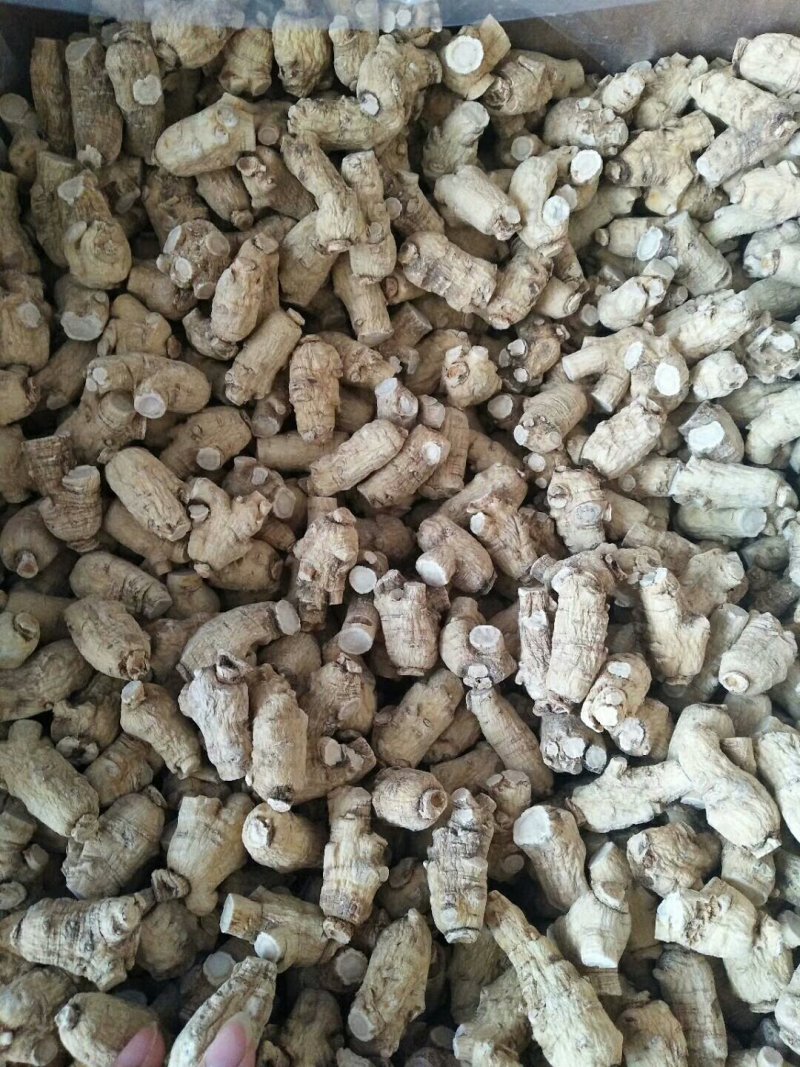 西洋参粒头花旗参粒头产地销售5年颗颗精选包邮