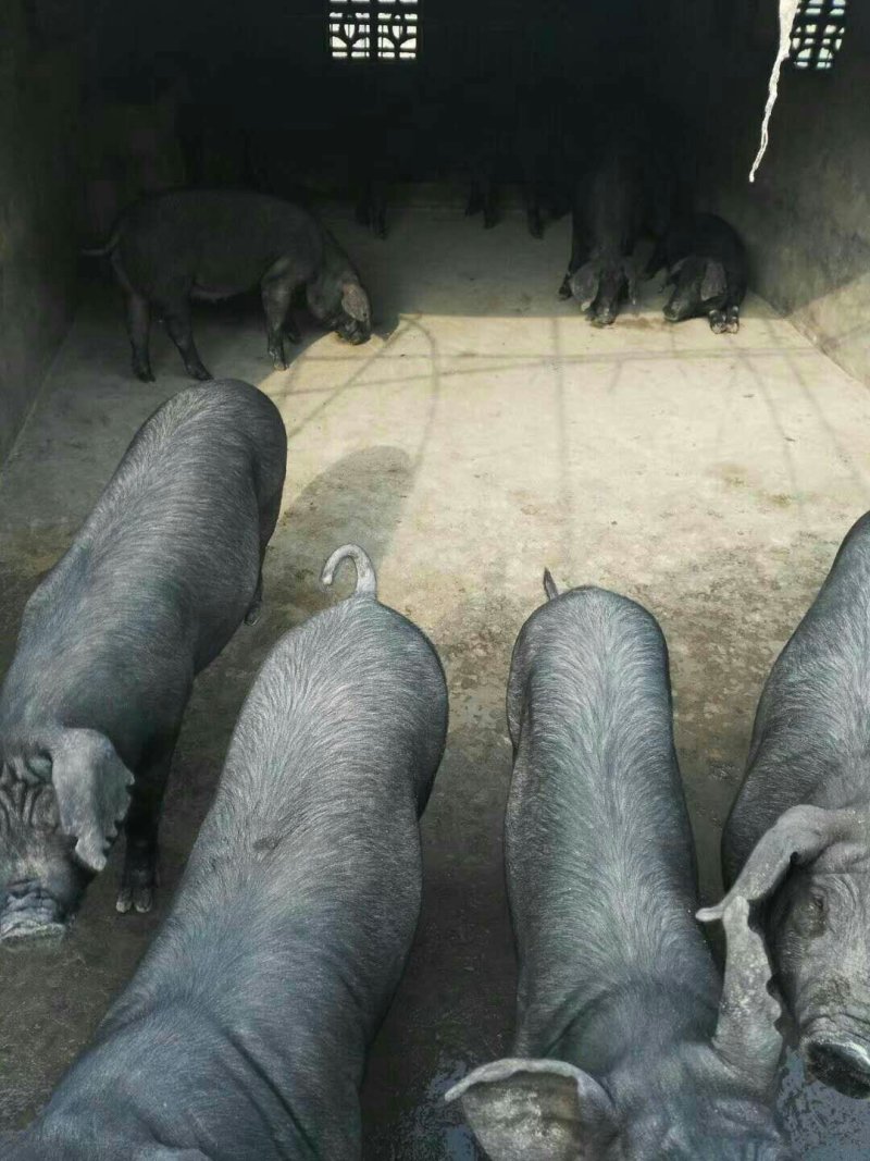 苏太母猪苗