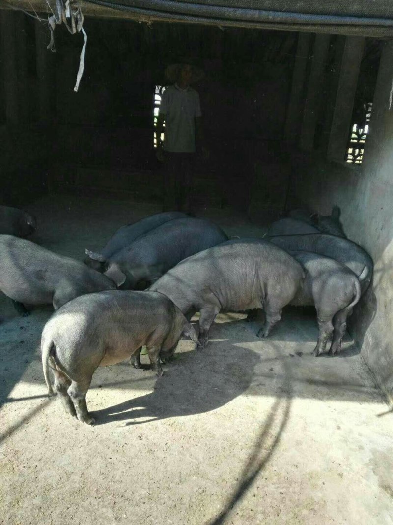 苏太母猪苗