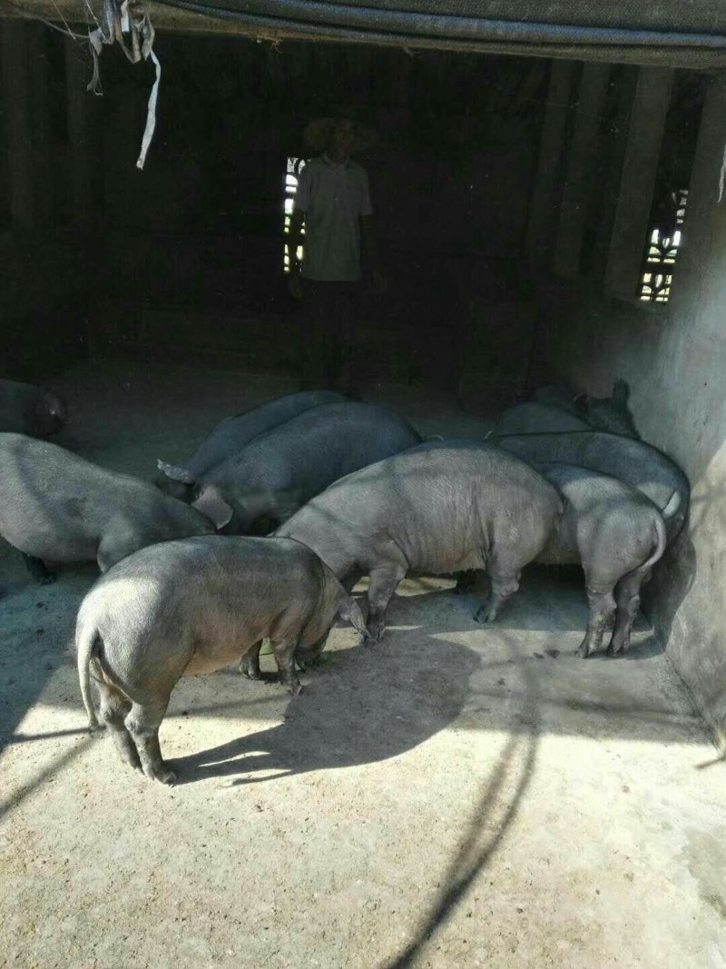 苏太母猪苗