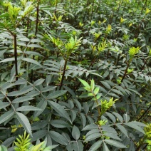 基地直供纯正花椒苗花椒小苗藤椒苗天知椒量大从优
