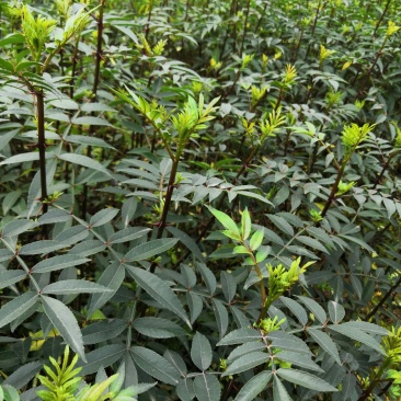 基地直供纯正花椒苗花椒小苗藤椒苗天知椒量大从优