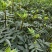 基地直供纯正花椒苗花椒小苗藤椒苗天知椒量大从优