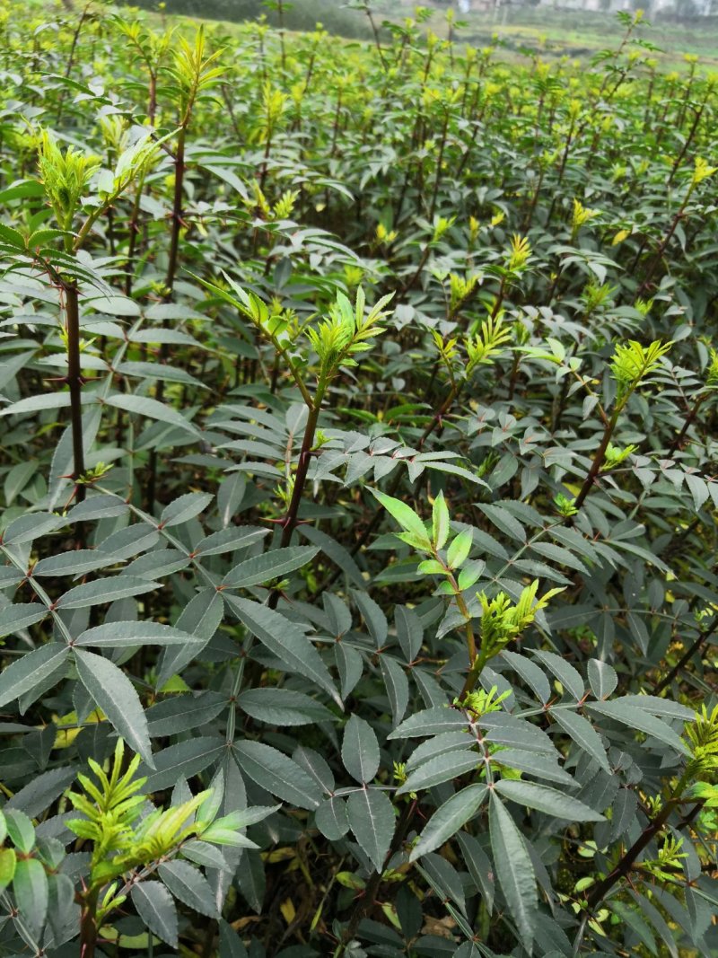 基地直供纯正花椒苗花椒小苗藤椒苗天知椒量大从优