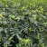 基地直供纯正花椒苗花椒小苗藤椒苗天知椒量大从优