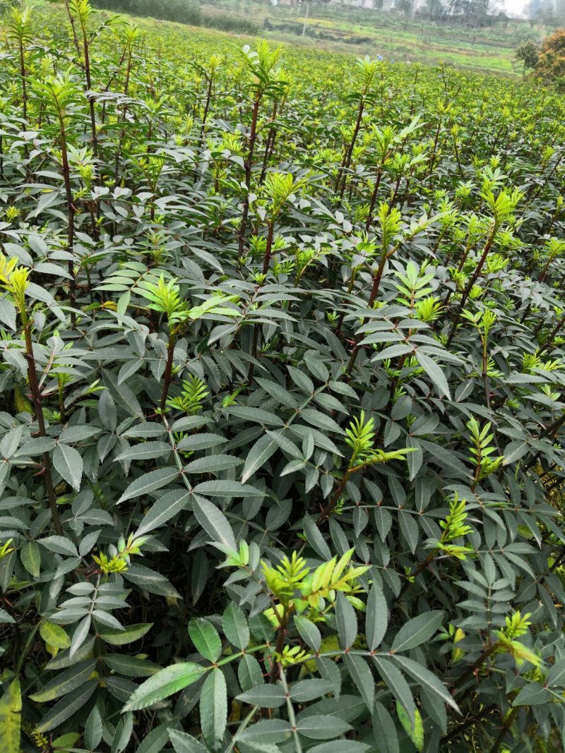 基地直供纯正花椒苗花椒小苗藤椒苗天知椒量大从优