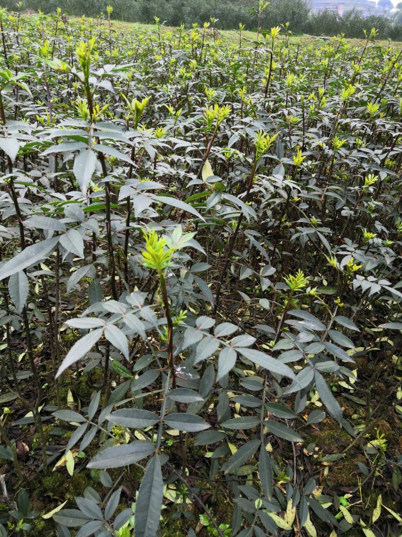基地直供纯正花椒苗花椒小苗藤椒苗天知椒量大从优