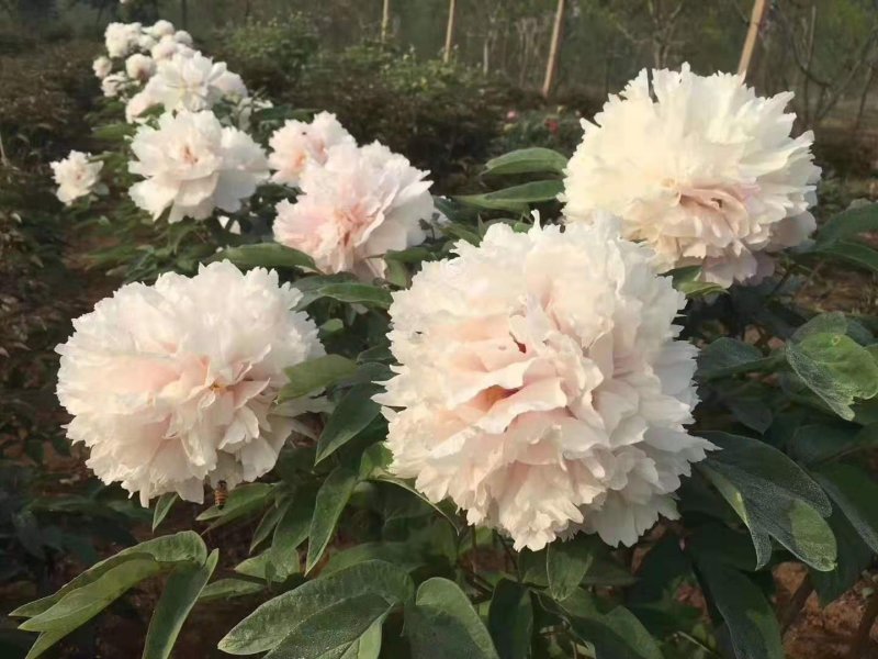 洛阳观赏牡丹花～白色系！四季开花。基地直发！正品保证！