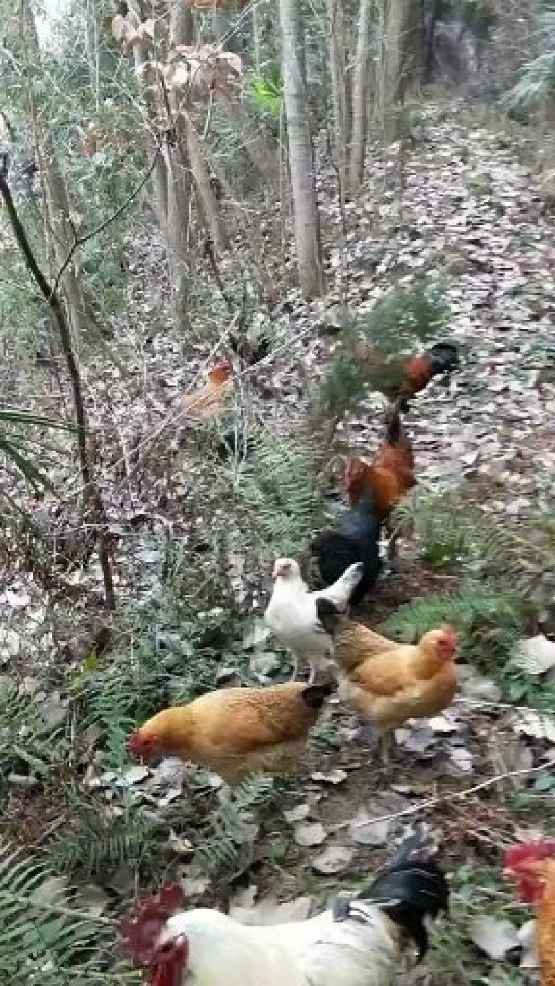 9斤黄快大型铁麻，三黄鸡红玉种蛋出售蛋托发货破损包赔