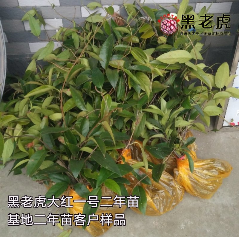 黑老虎苗/布福娜树苗/南北方可种植