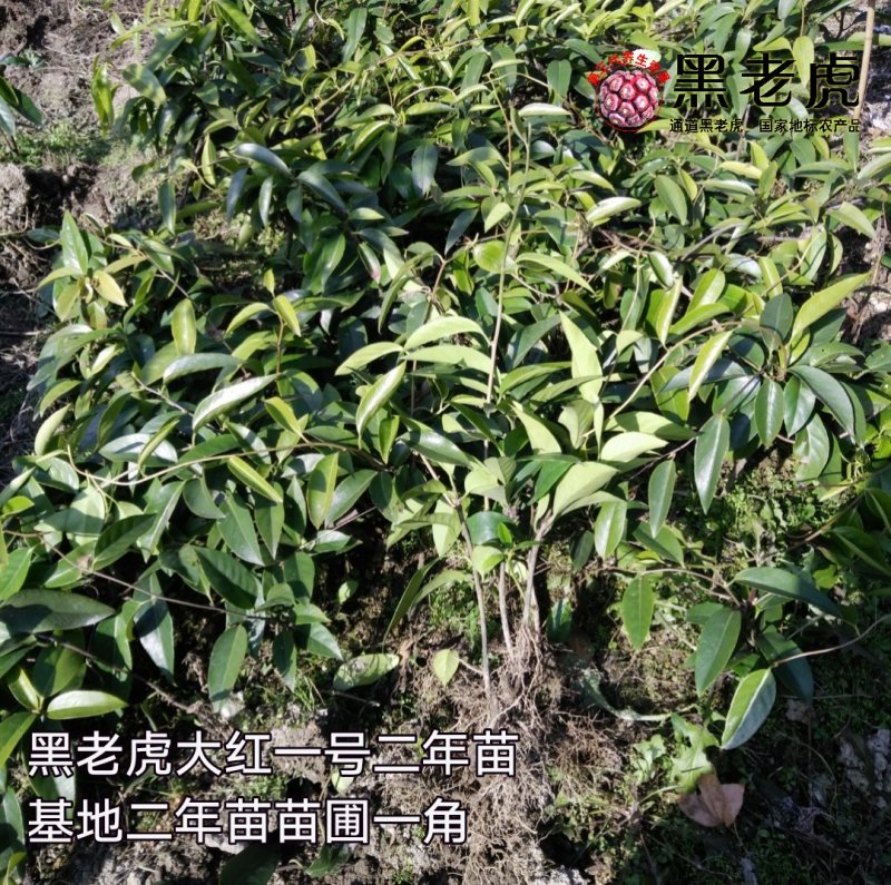 黑老虎苗/布福娜树苗/南北方可种植
