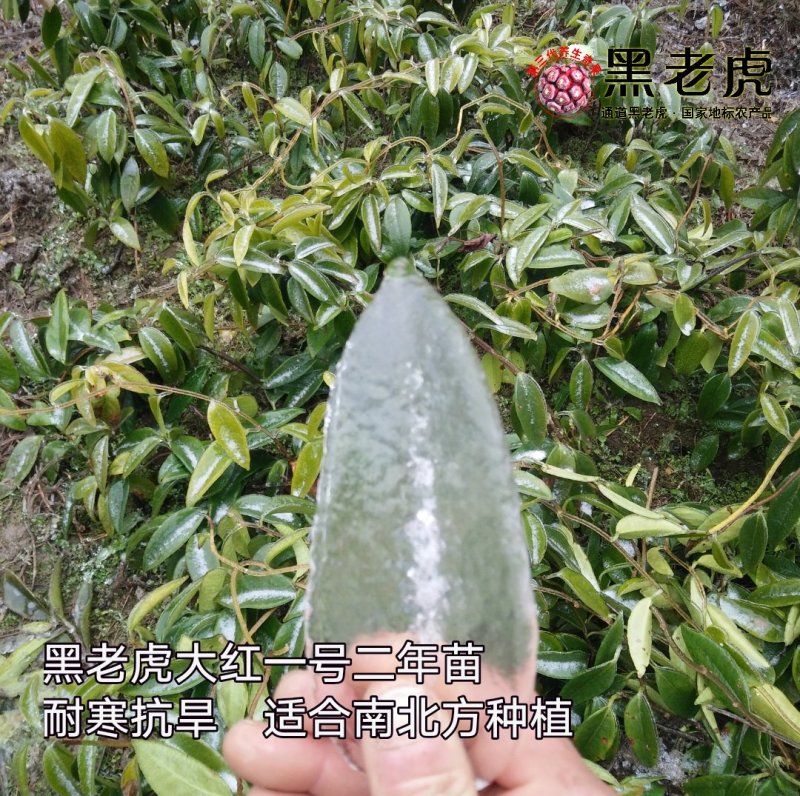 黑老虎苗/布福娜树苗/南北方可种植