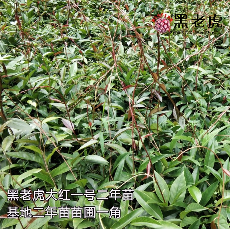 黑老虎苗/布福娜树苗/南北方可种植