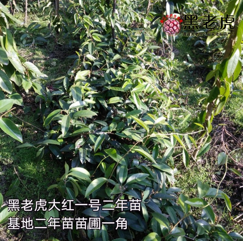 黑老虎苗/布福娜树苗/南北方可种植