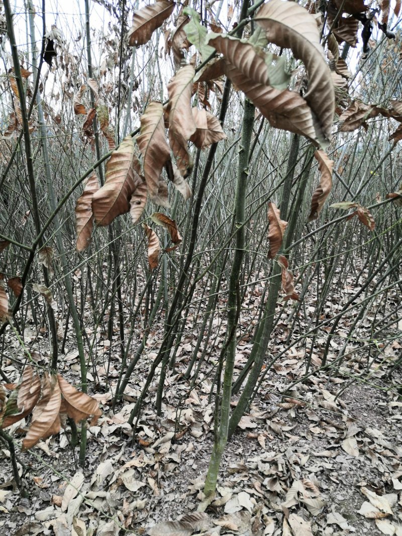 批发嫁接板栗苗良种大板栗罗田大板栗品种纯正量大从优