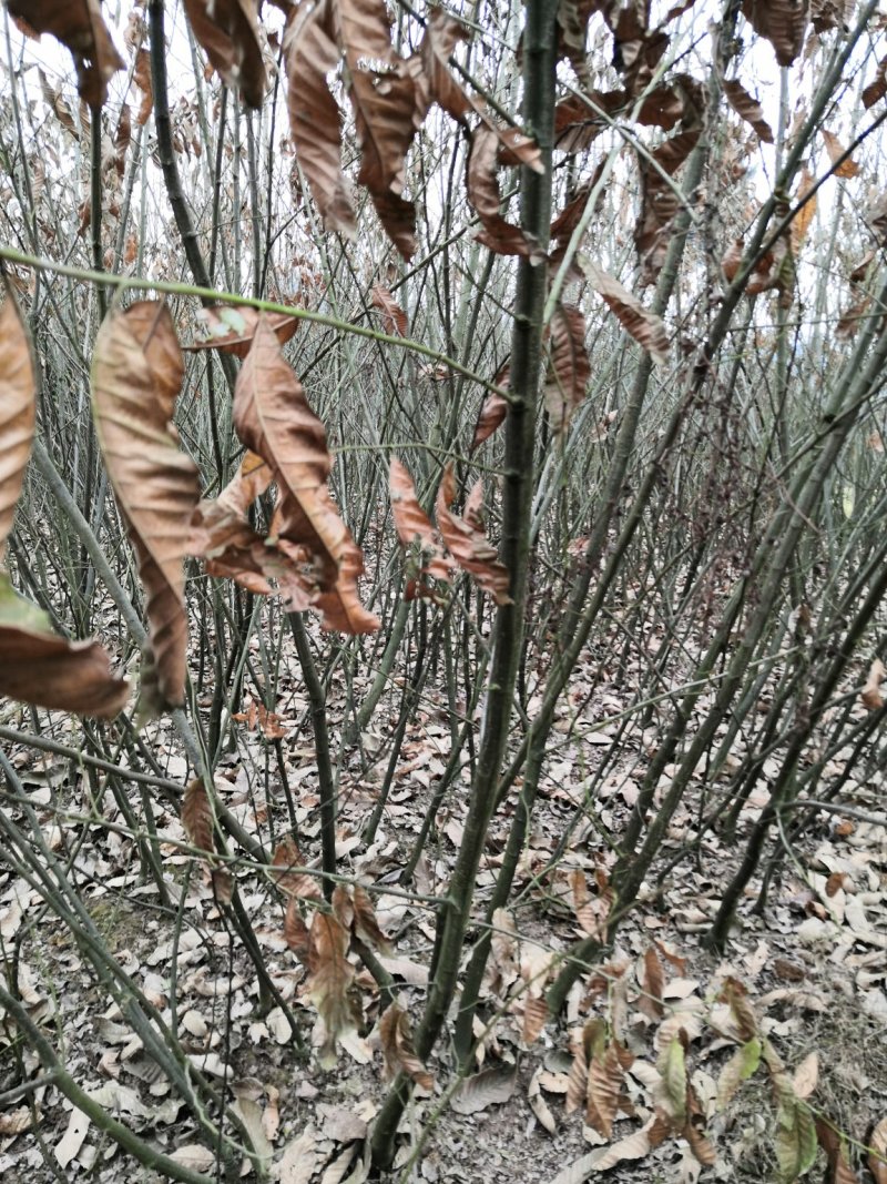 批发嫁接板栗苗良种大板栗罗田大板栗品种纯正量大从优