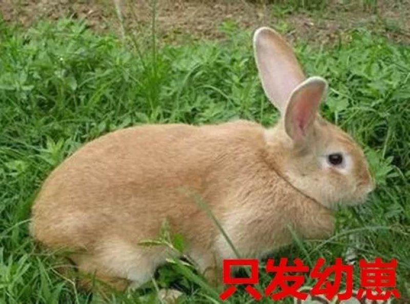 虎皮黄兔种兔，32元一只包邮，送药送兔粮