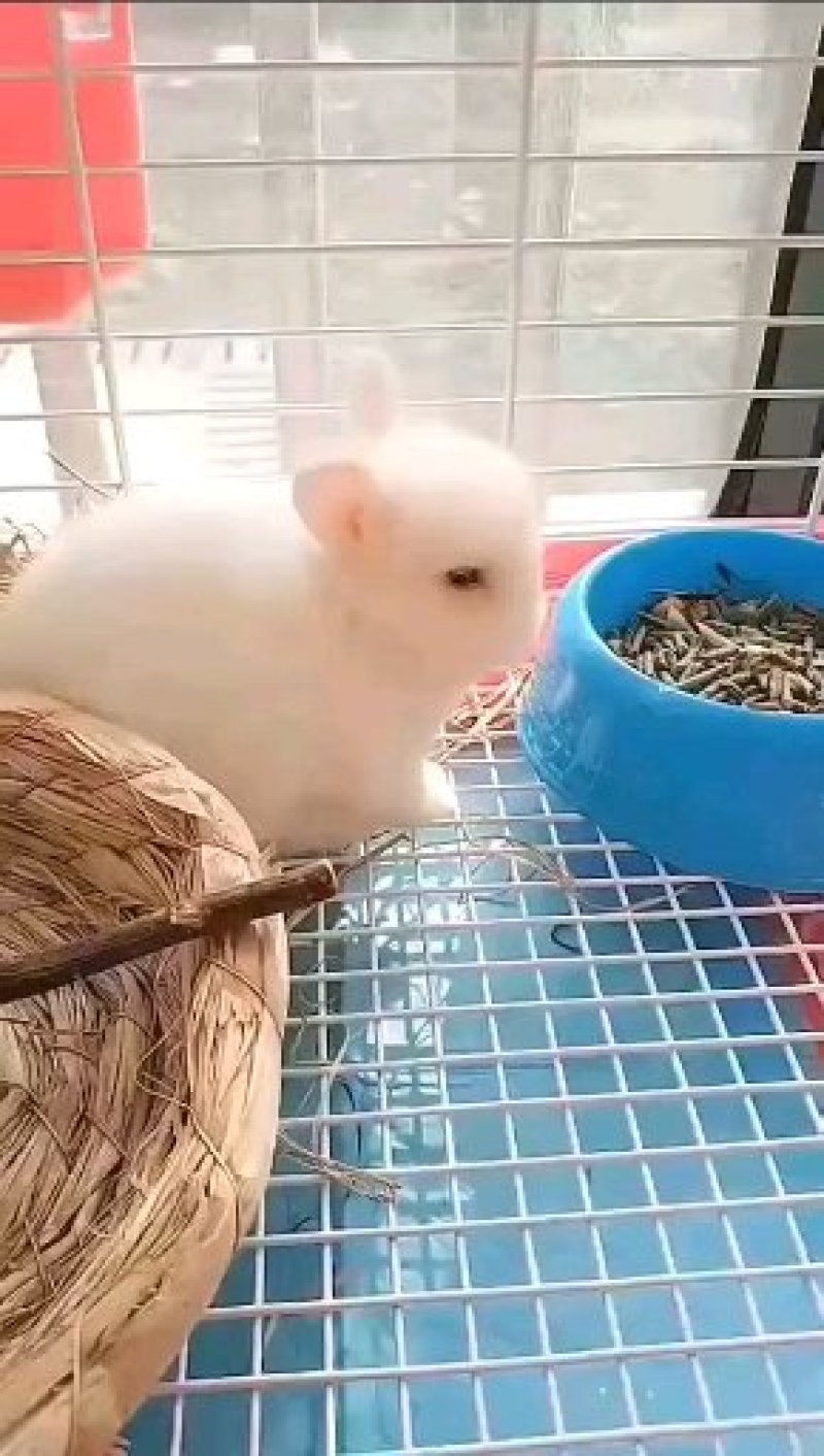虎皮黄兔种兔，32元一只包邮，送药送兔粮