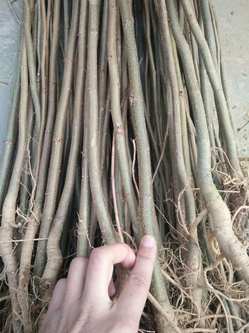 柿子苗-柿子苗成品-柿子树苗《柿子苗培育基地》
