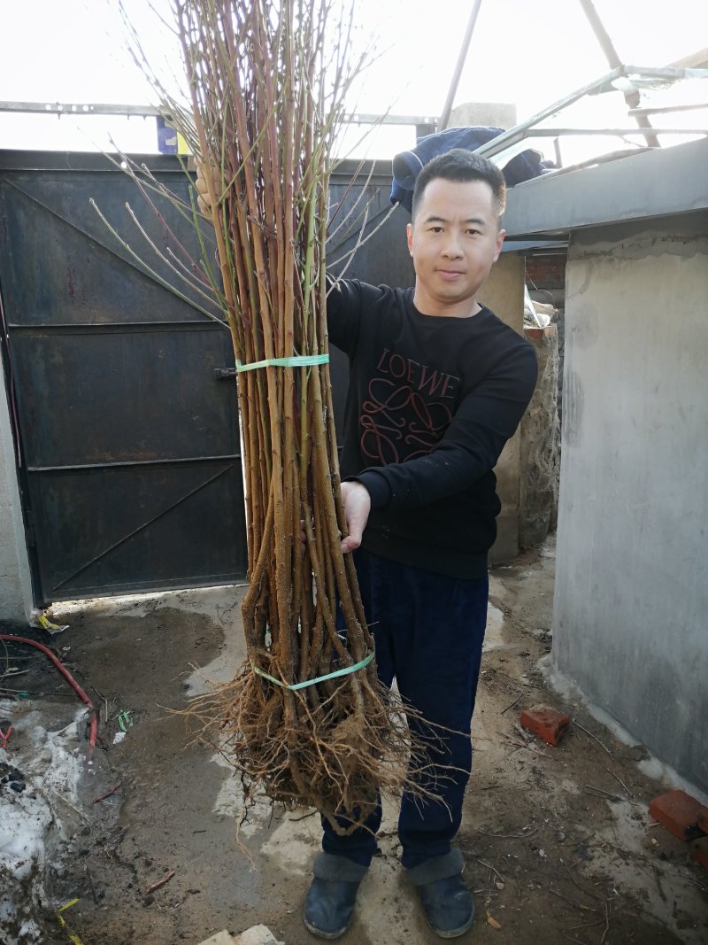 桃树苗油桃苗毛桃苗蟠桃苗嫁接桃苗