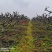 江西省中花吴茱萸树4年大树大量出售（可视频看货）