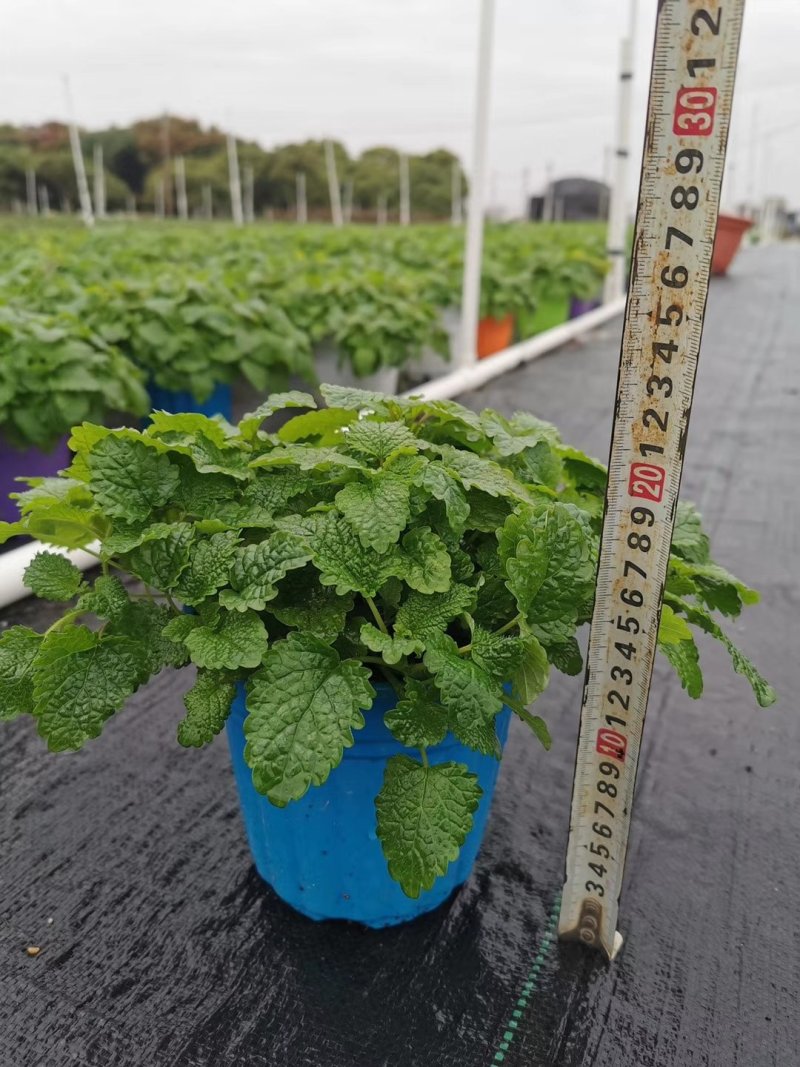150柠檬薄荷15盆/箱7元