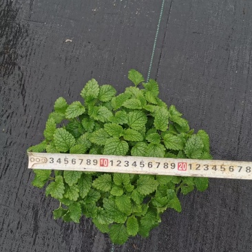 150柠檬薄荷15盆/箱7元