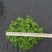 150柠檬薄荷15盆/箱7元