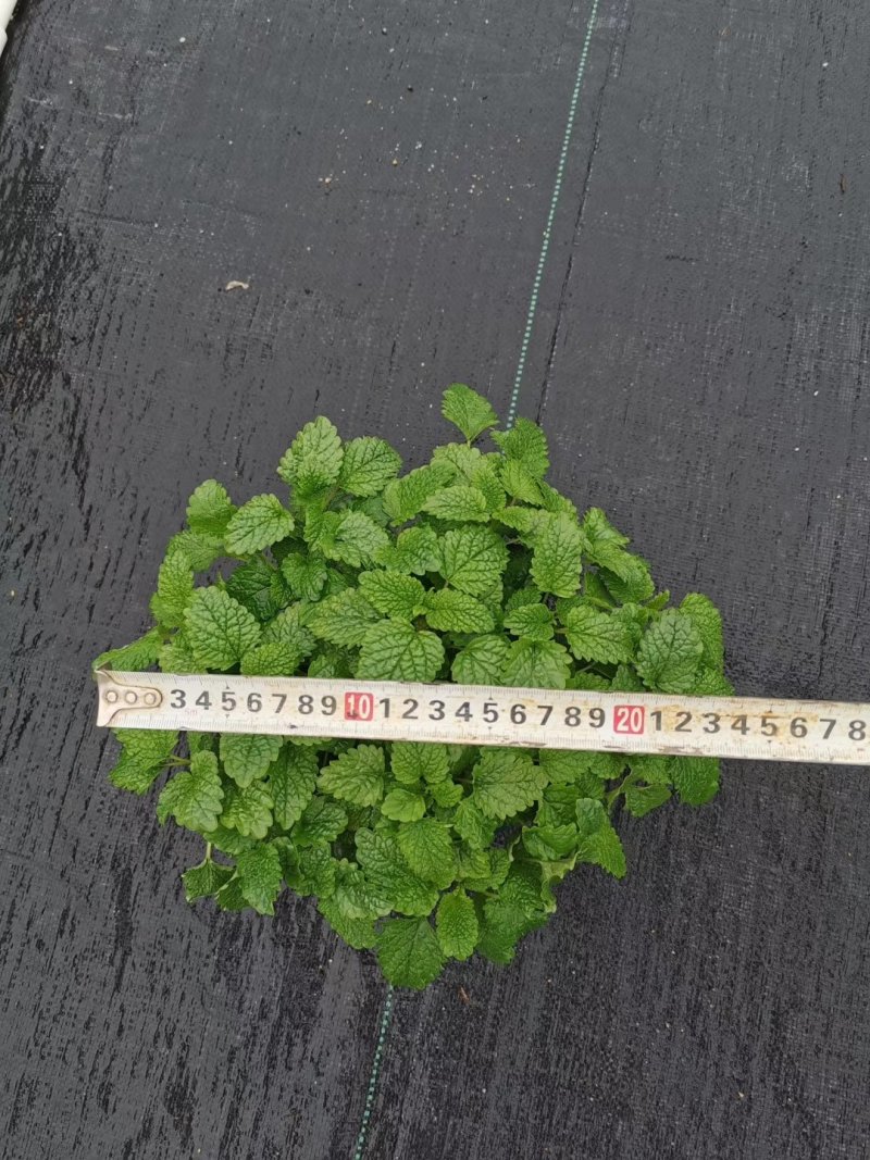 150柠檬薄荷15盆/箱7元