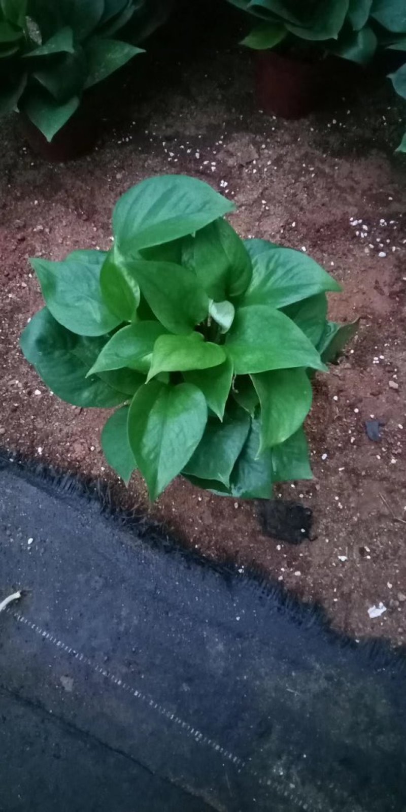110青叶绿箩35盆/箱