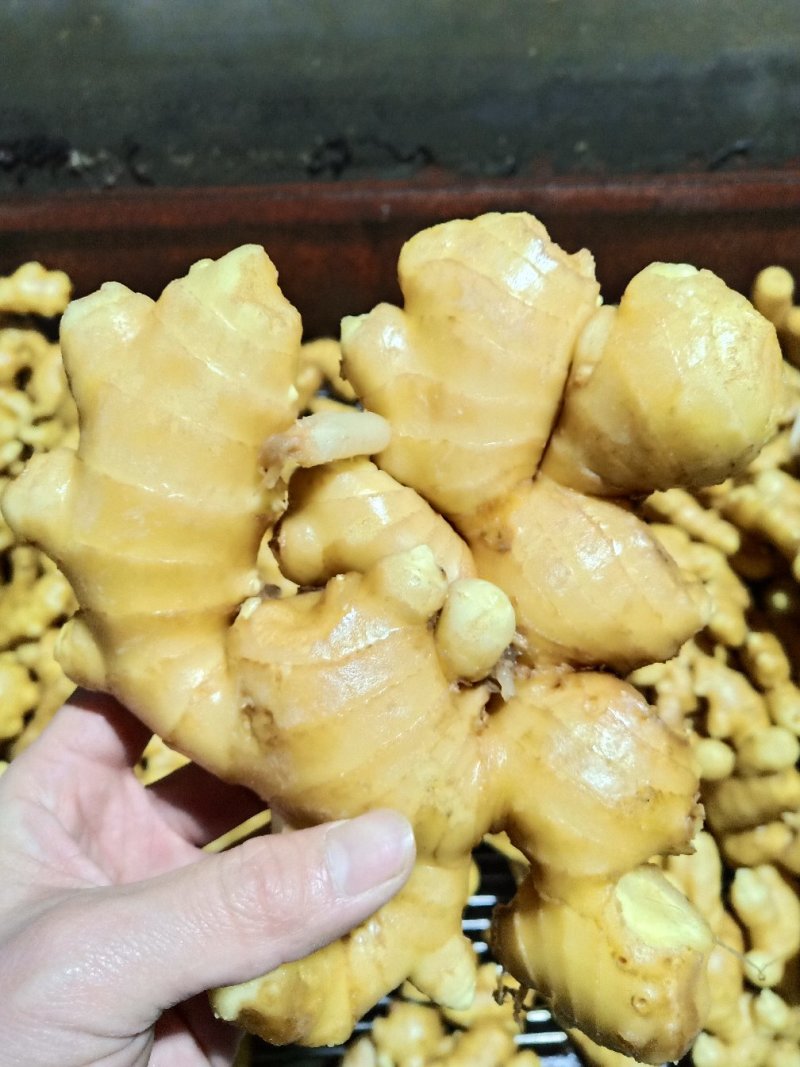 优质生姜大黄姜常年供应保质保量全国物流发货