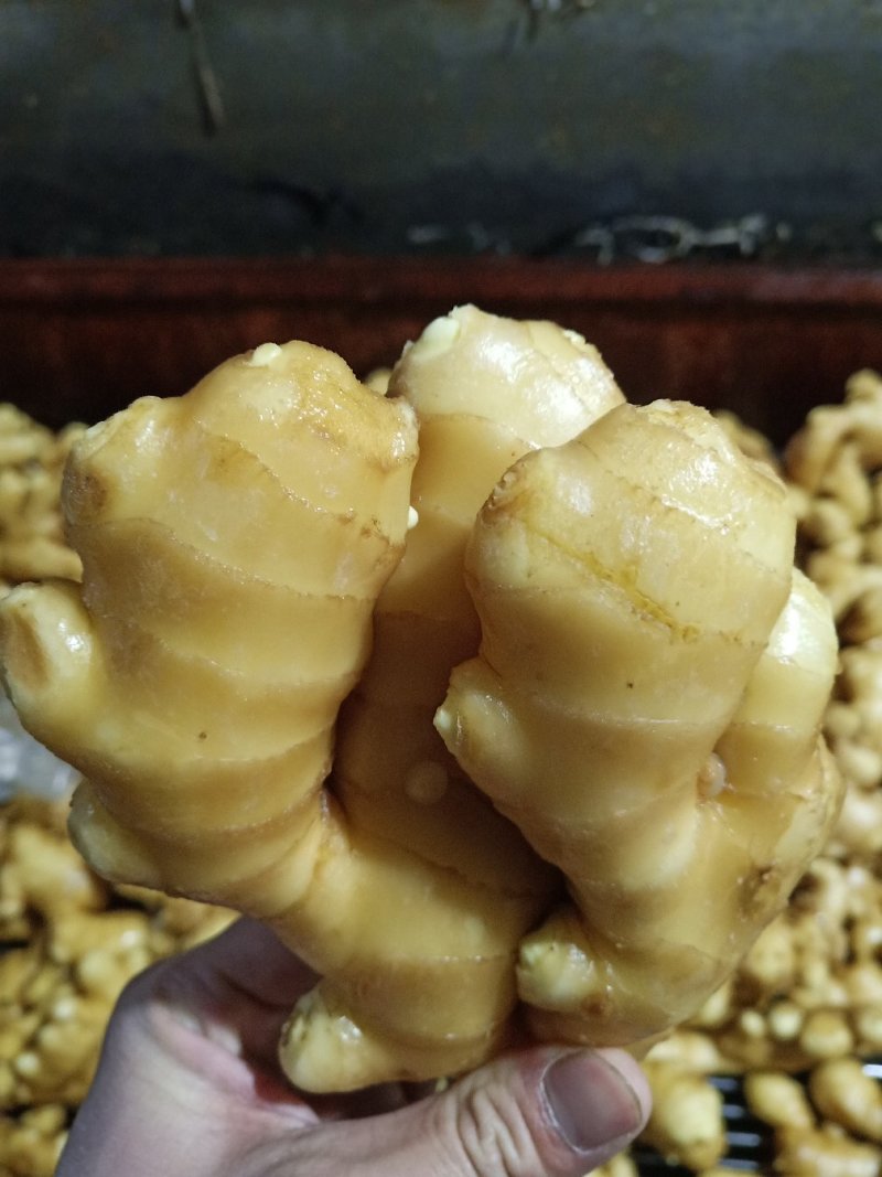 优质生姜大黄姜常年供应保质保量全国物流发货