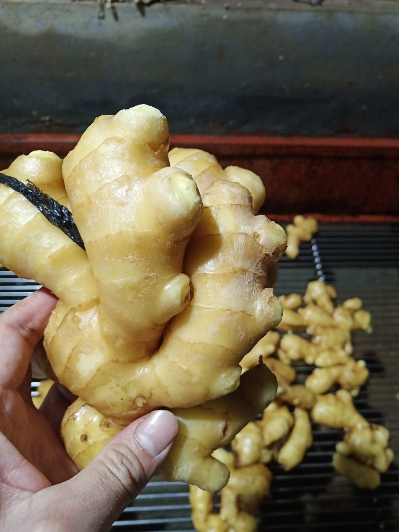 优质生姜大黄姜常年供应保质保量全国物流发货