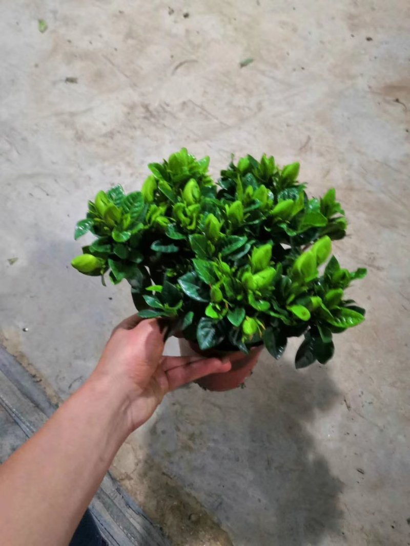 120#小叶栀子花，一件40-50-60装，价5元