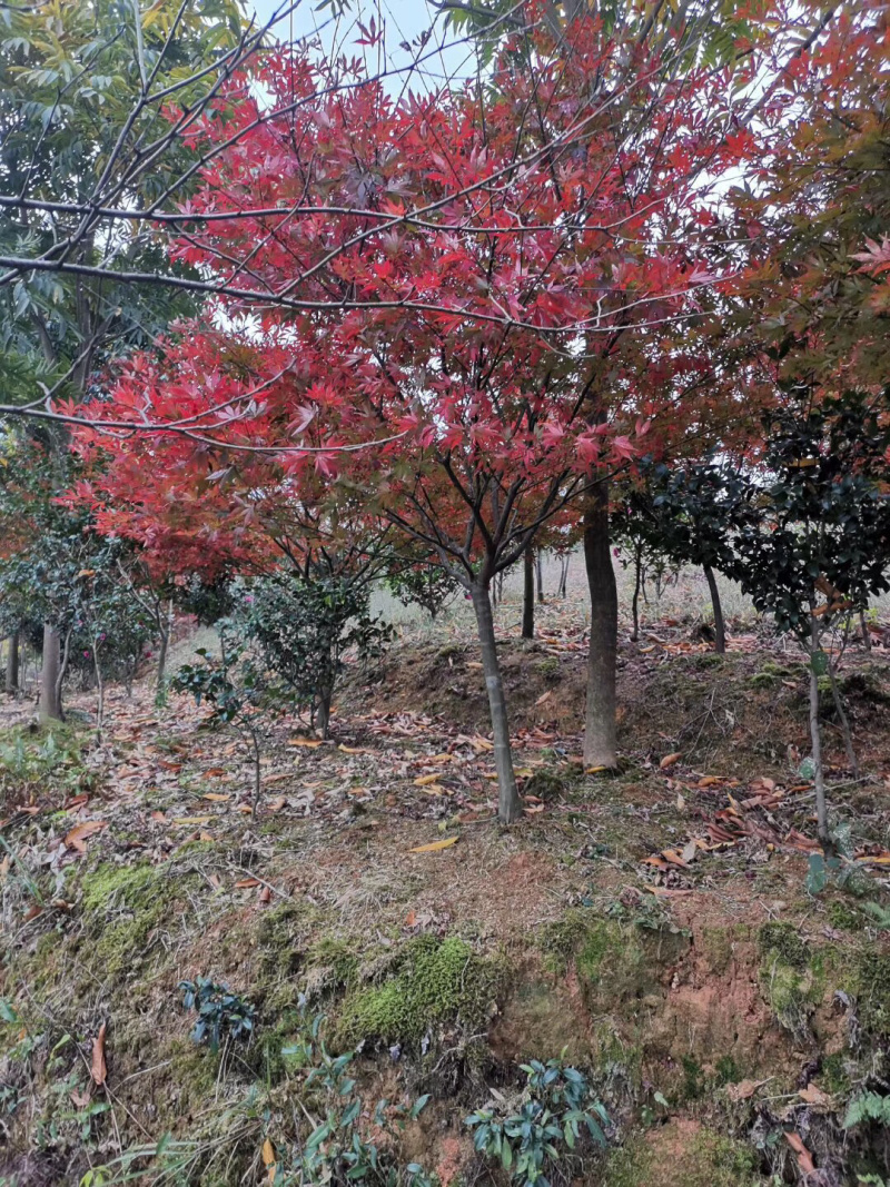 日本红枫，中国红枫，美国红枫，红小袖。