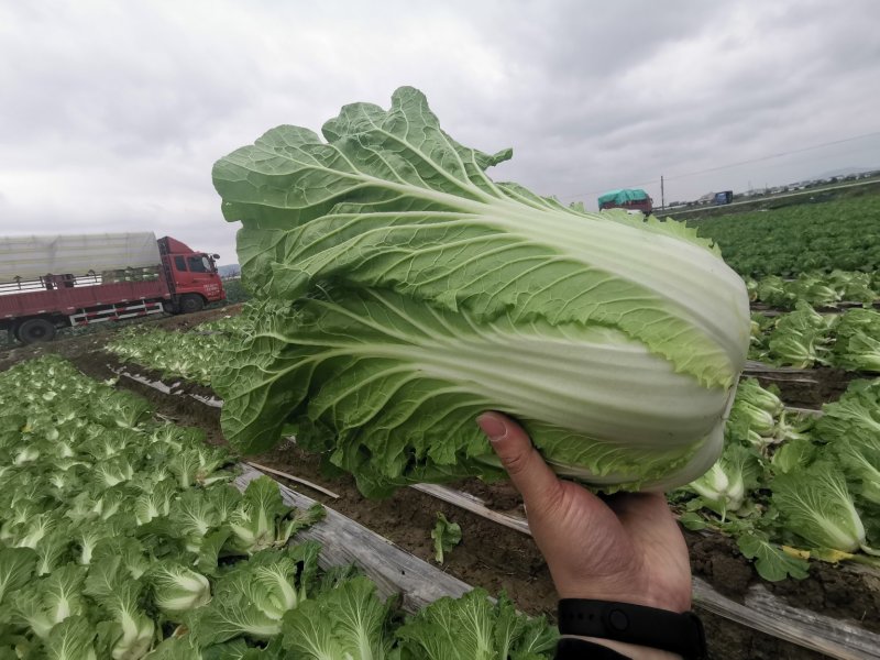 黄心大白菜4~6斤质量好！可长期合作供货！