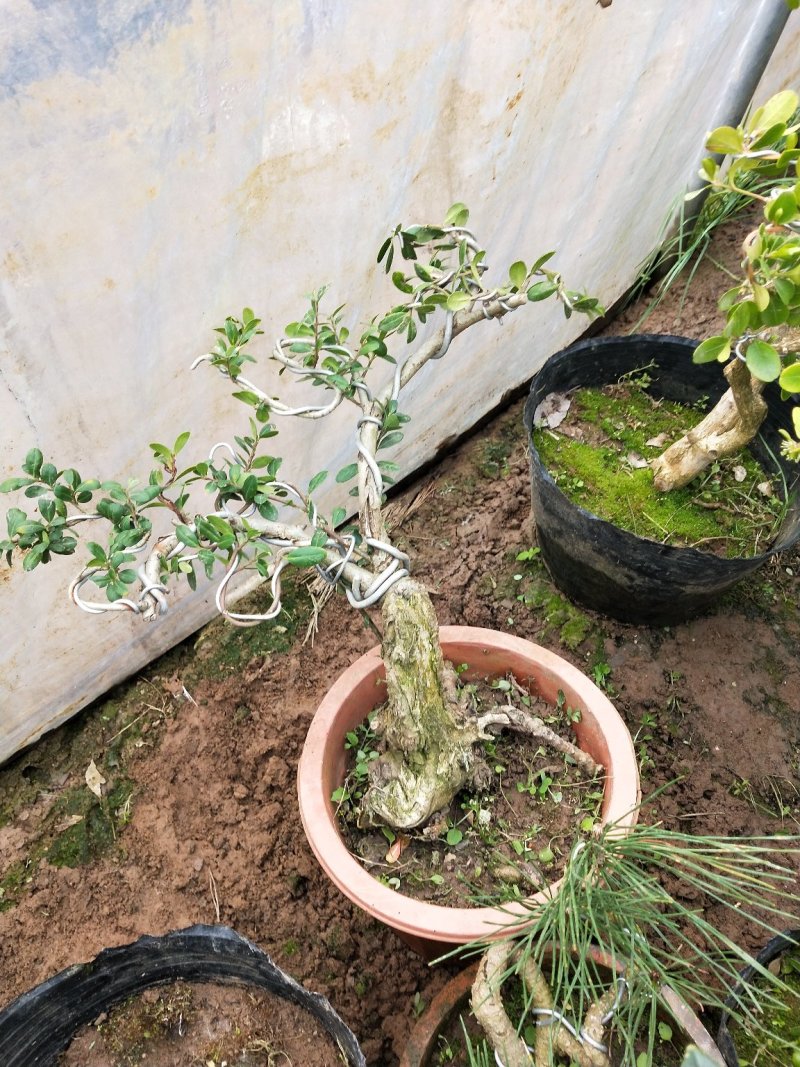 黄杨盆景不含盆30~50cm