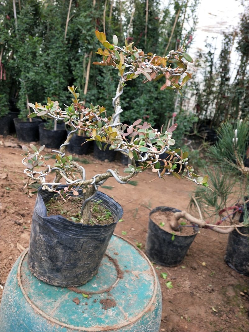 黄杨盆景不含盆30~50cm