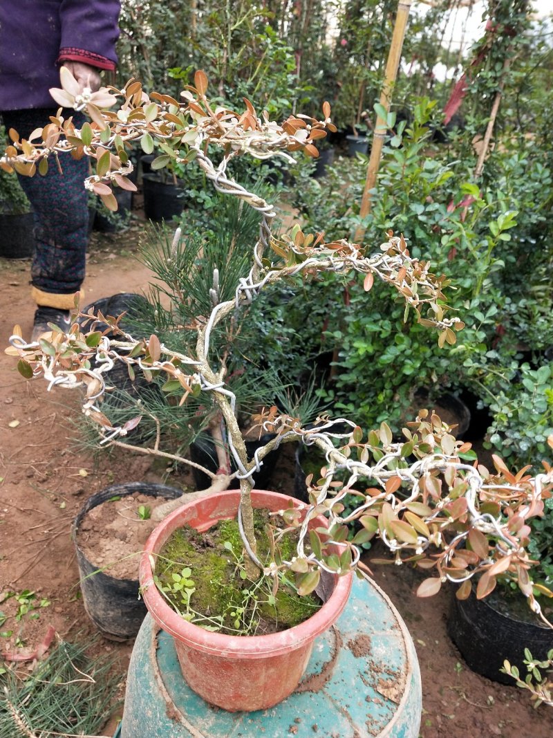 黄杨盆景不含盆30~50cm