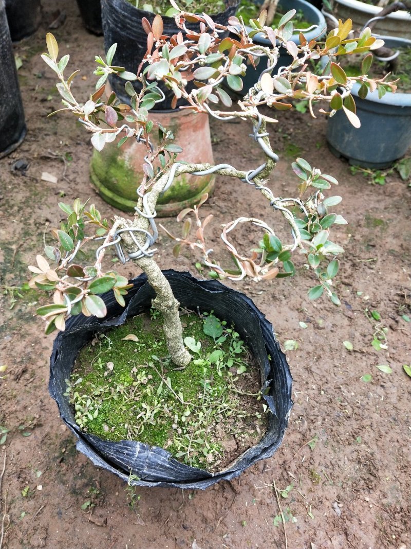 黄杨盆景不含盆30~50cm