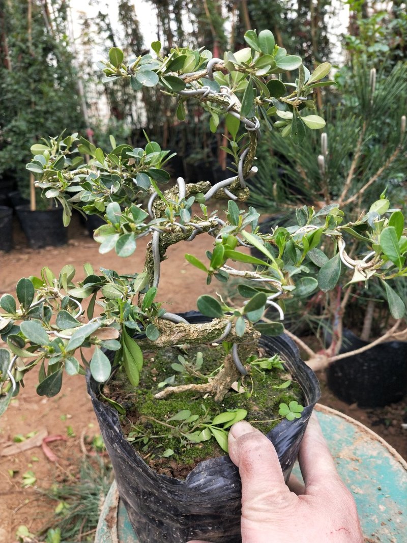 黄杨盆景不含盆30~50cm