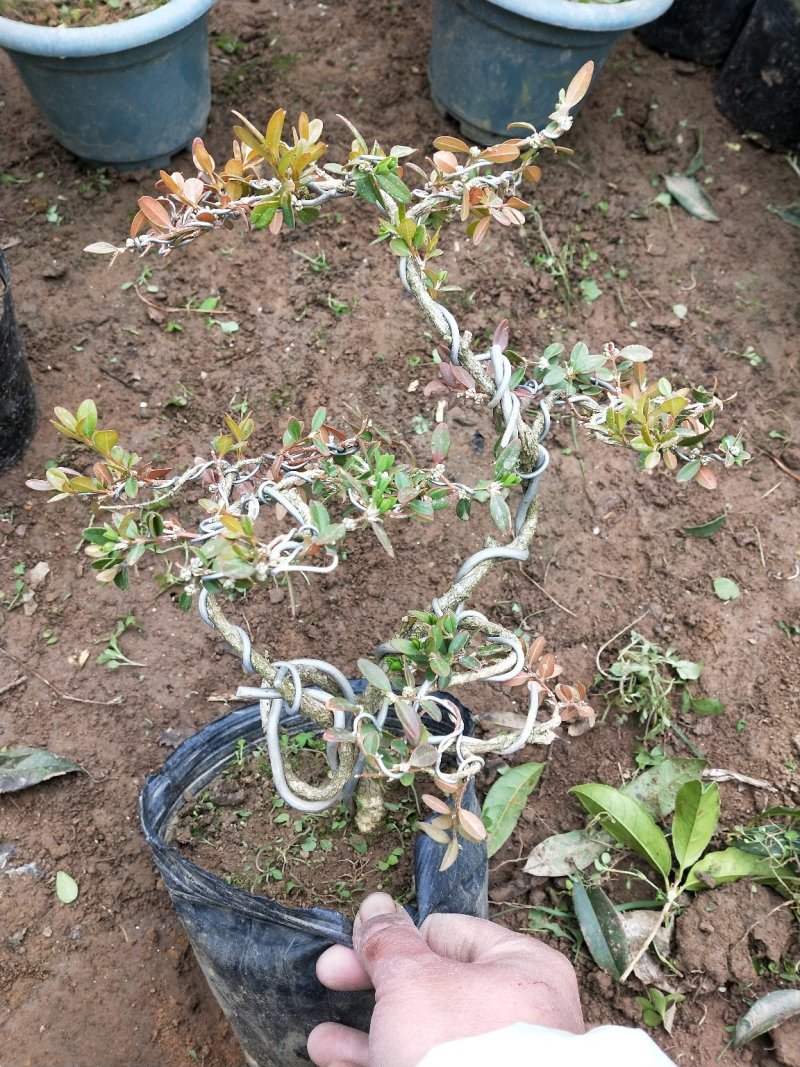 黄杨盆景不含盆30~50cm