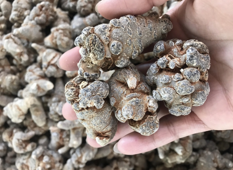 云南文山红三七（带剪囗）产地直销选货