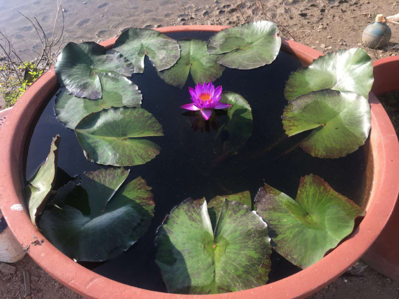 荷花苗精品观赏荷花盆景荷花苗带芽发货